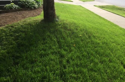 tree, unlevel yard, landscape