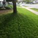 tree, unlevel yard, landscape