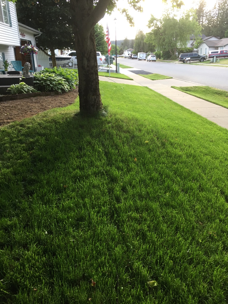 tree, unlevel yard, landscape